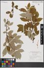 Foto von Salix caprea L.